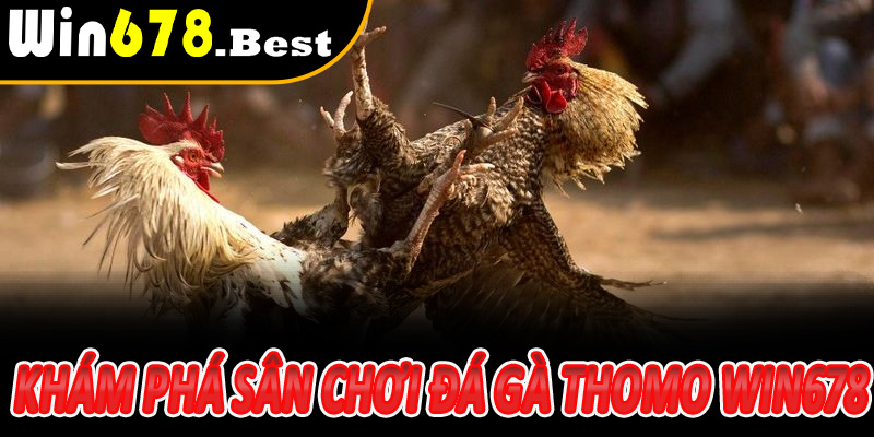Tổng quan khám phá sân chơi Đá Gà Thomo Win678