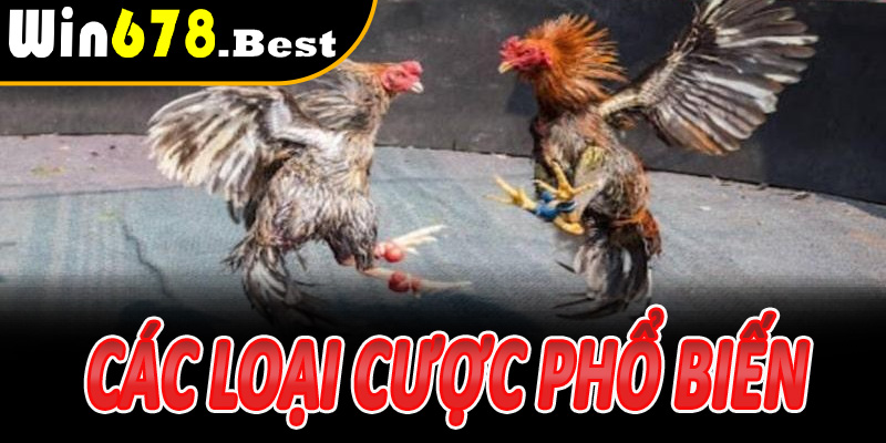 Các loại cược phổ biến trong Đá Gà Thomo Win678