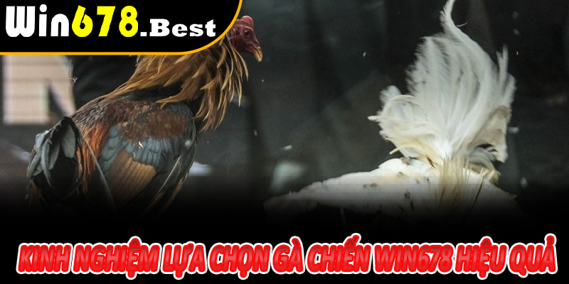 Kinh nghiệm lựa chọn gà chiến Win678 hiệu quả