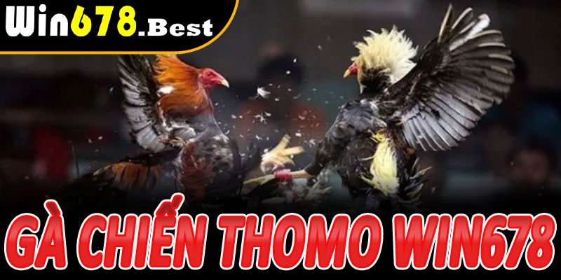 Đá Gà Thomo Win678